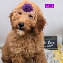 Celia - Apricot female Goldendoodle puppy in Neillsville, Wisconsin from Granton Creek