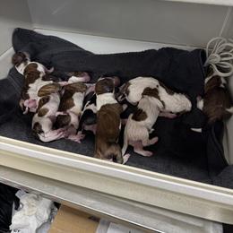 Orange Collar - Mahogany and white female Basset Hound puppy in Hamilton, Indiana from Cam’s Country Bassets