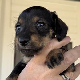 Companion Cross, Dachshund, and Miniature Schnauzer Puppies from Sheri Lauritsen