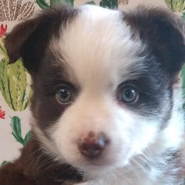 Toy Australian Shepherds from Bee's Toy Aussies