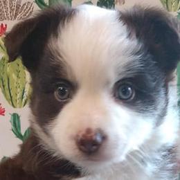 Toy Australian Shepherds from Bee's Toy Aussies