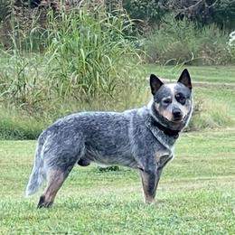 Timber - Australian Cattle Dog