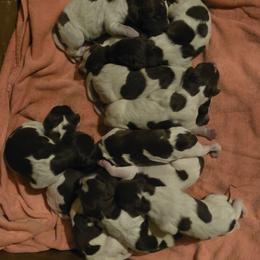 Boy 1 - Liver roan male German Shorthaired Pointer puppy in Henderson, Texas from C4 Gun Dogs