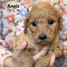 Annie - Apricot female Goldendoodle puppy in Lancaster, Minnesota from North Star Dog Training