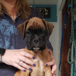 Boxer Puppies from Newcastle Boxers