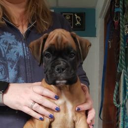 Boxer Puppies from Newcastle Boxers