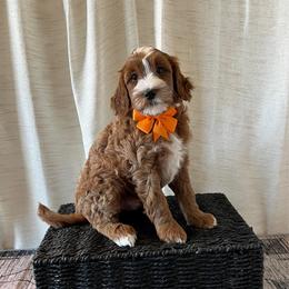 Sand - Orange Collar Male - Red  male Goldendoodle puppy in Bradenton, Florida from Suncoast Goldendoodles