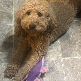Bella - Goldendoodle
