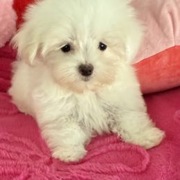 Maltese and Maltipoo Puppies from Julie Tremblay