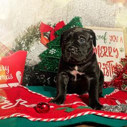 Cane Corso Puppies from Busch Kennels LLC