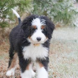 Bernedoodles from Sparling's Doodles