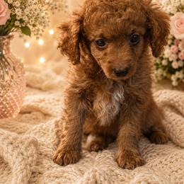 Boy 1 - Red  male Goldendoodle puppy in Haleyville, Alabama from Susan’s Prefurred Doodles