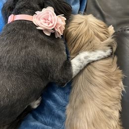 Shih Tzu Puppies from LaDawn’s Little Lions