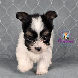 Reggie - Parti male Yorkshire Terrier puppy in Santa Clarita, California from Pixieland Yorkshire Terriers