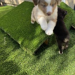 Dachshund and Miniature American Shepherd Puppies from Long Dog Inc.