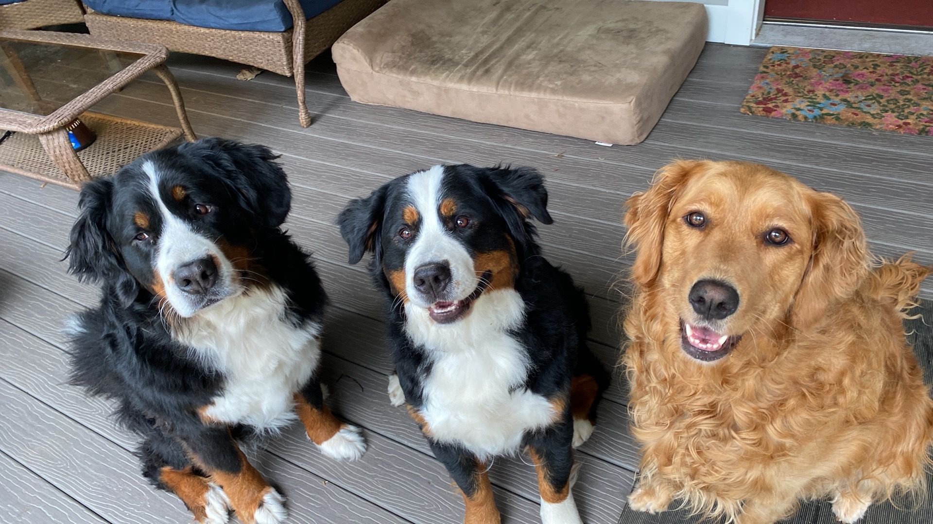 Maple Hill Farm Berners in New Hampshire Bernese Mountain Dog puppies