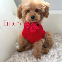 Emery - Red  male Poodle puppy in Gilbert, Arizona from My Poodle Bears