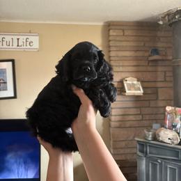 Summer girl - Black female Cocker Spaniel puppy in Wittmann, Arizona from Amore’s Cockers