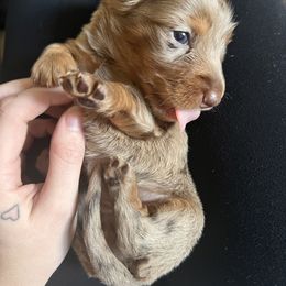 Dachshund Puppies from Royalty Grove Dachshunds