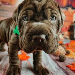 Chinese Shar-Pei and Companion Cross Puppies from Mini Hippo Land