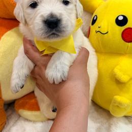Pikachu - Light golden male Golden Retriever puppy in Shingle Springs, California from Creamy Retrievers