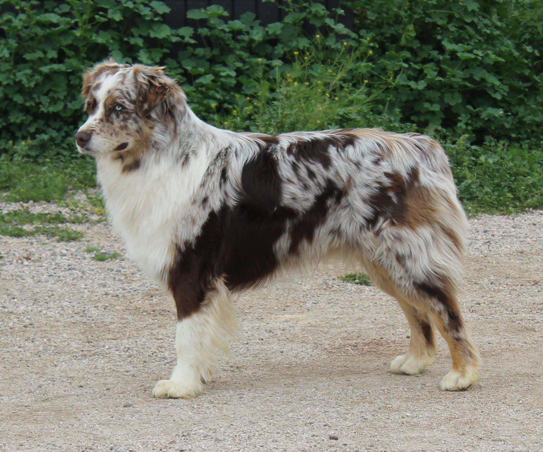 Rockin' Diamond T Ranch Australian Shepherds in Arizona | Australian ...