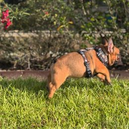 French Bulldog Puppies from Elite Sweet Frenchies