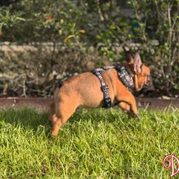 French Bulldog Puppies from Elite Sweet Frenchies