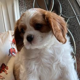 Gwen - Blenheim female Cavalier King Charles Spaniel puppy in Enid, Oklahoma from Laurel Crown Cavaliers