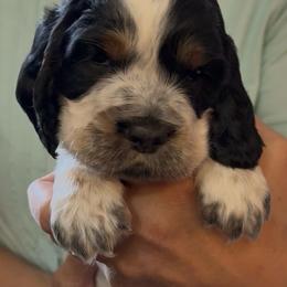 Bamboo - Black white and tan male English Springer Spaniel puppy in Billings, Montana from M&M Fuzzy Bottom Friends