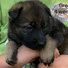 S litter - Black female German Shepherd puppy in Effingham County, Illinois from Delaney Working Dogs