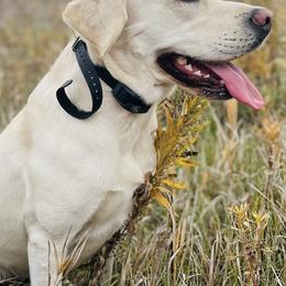 Labrador Retrievers from Northern Retrievers