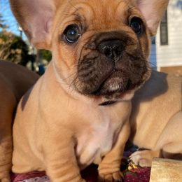 French Bulldogs from Frenchies of Avondale