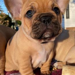 French Bulldogs from Frenchies of Avondale