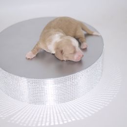 Milka - FULL AKC Cream - Cream male Dachshund puppy in Neosho, Missouri from A Walk In The Park