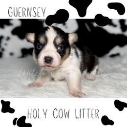 Guernsey - Blue merle and white female American Corgi puppy in Greenwood, Indiana from Witch Creek Corgis