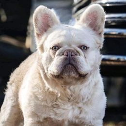 Bluetick Coonhounds and French Bulldogs from Double Barrel Blues