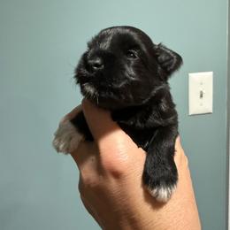 Lulu's black beauty - Black female Miniature Schnauzer puppy in Forest, Virginia from Prestige Kennel LLC