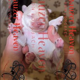 Ocean AKC - White female Miniature Schnauzer puppy in Pelzer, South Carolina from Schnauzer Heaven Von Longbach