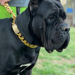 Cane Corso puppies from Montanaro Cane Corsos