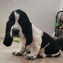 Neytiri - Black and white female Basset Hound puppy in Surprise, Arizona from Howlin Hounds