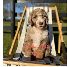 Gumbo - Chocolate merle male Bernedoodle puppy in Ocala, Florida from Prime Time Bernedoodles