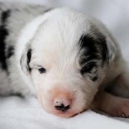 Lily - Blue merle female Border Collie puppy in Opelousas, Louisiana from Zahara Border Collies