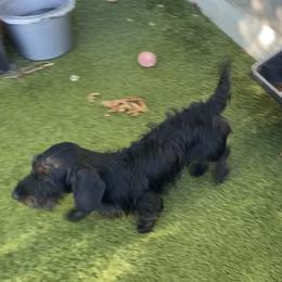 Comet - Black and tan male Dachshund puppy in Killeen, Texas from Southern Dachshunds