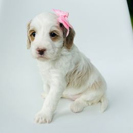 Javelin - Parti female Goldendoodle puppy in Sterling, Illinois from Charley's Goldendoodles
