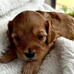 Ace - Red male Cavapoo puppy in Gilbert, Arizona from Arizona Toy Cavapoos – Health‐Tested & Home‐Raised