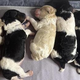 Poodles from Liberty Farms Puppies