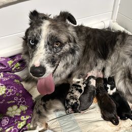 Aussiedoodle puppies from Hickory Hideaway Doodles