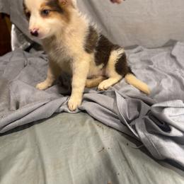 LADY - Tri-color male Border Collie puppy in Meridian, Mississippi from Border Hollow Border Collies