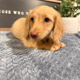 Rocky - Red male Dachshund puppy in Stilwell, Oklahoma from B & K Dachshunds